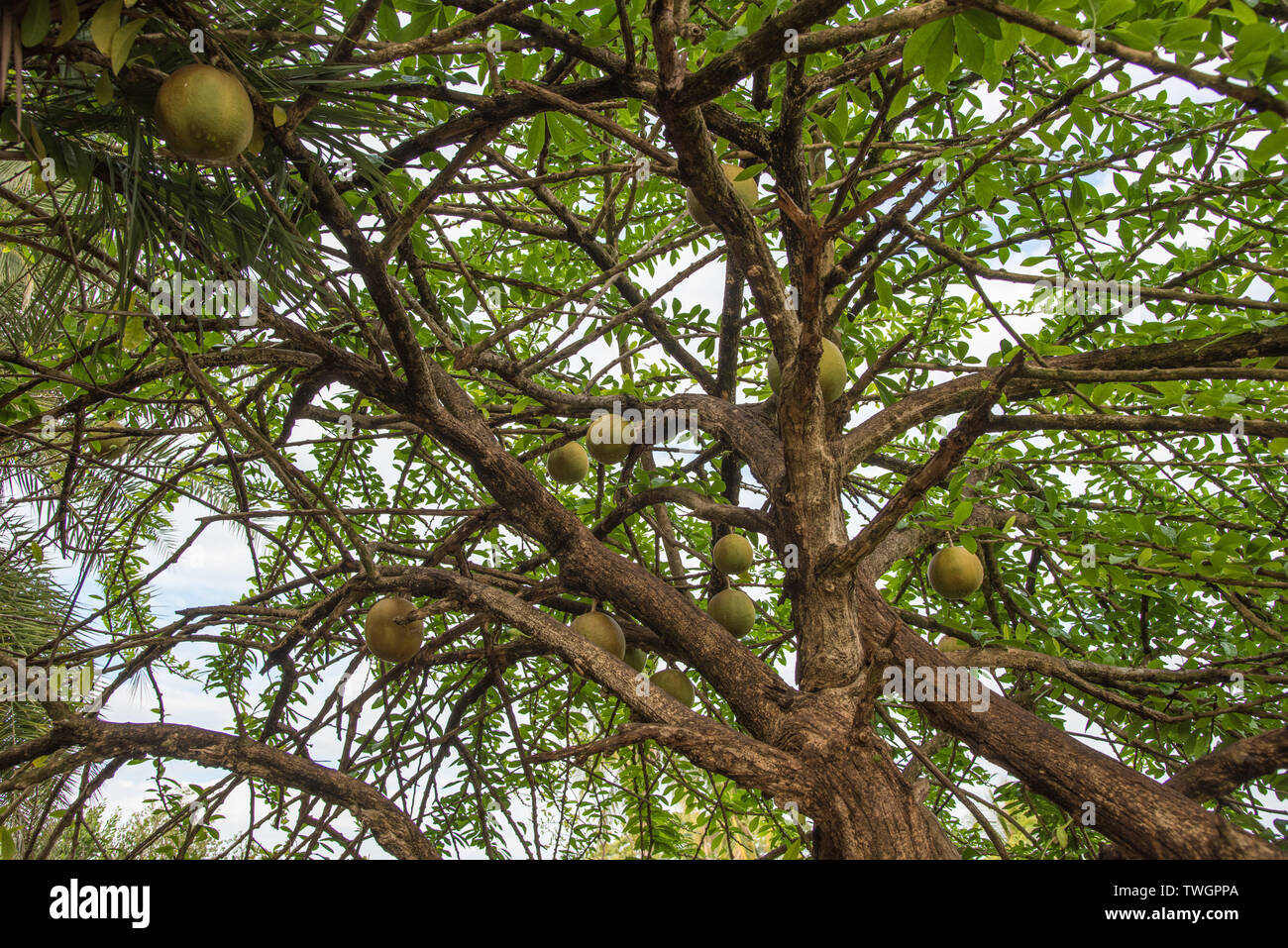An abundance of fruit hanging from tree branches in tropical Darwin