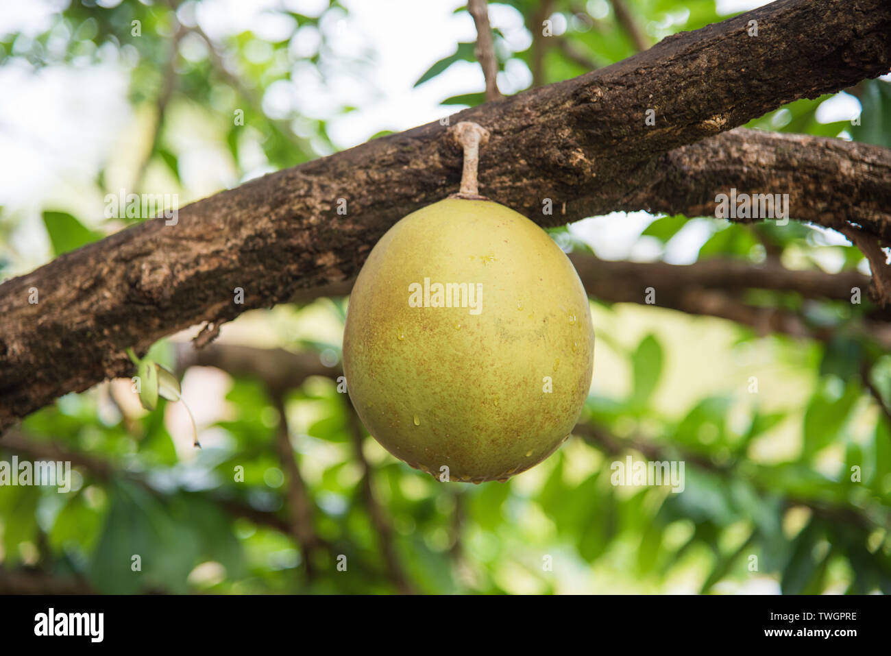 Australian Tropical Fruit Trees napnepal.gov.np