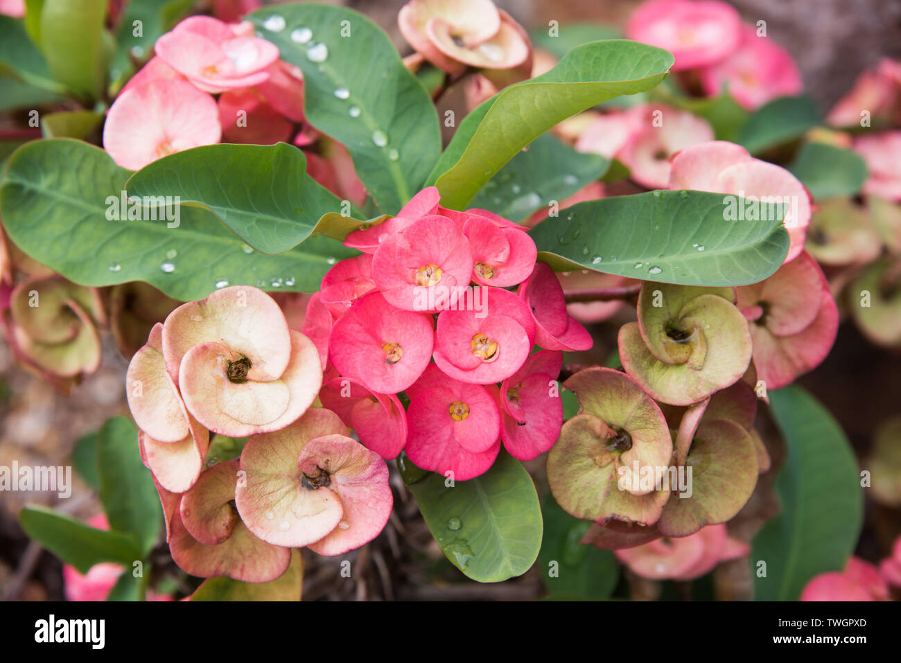 Close-up of pink flowering plant, spurges, growing in desert garden in tropical Darwin, Australia Stock Photo
