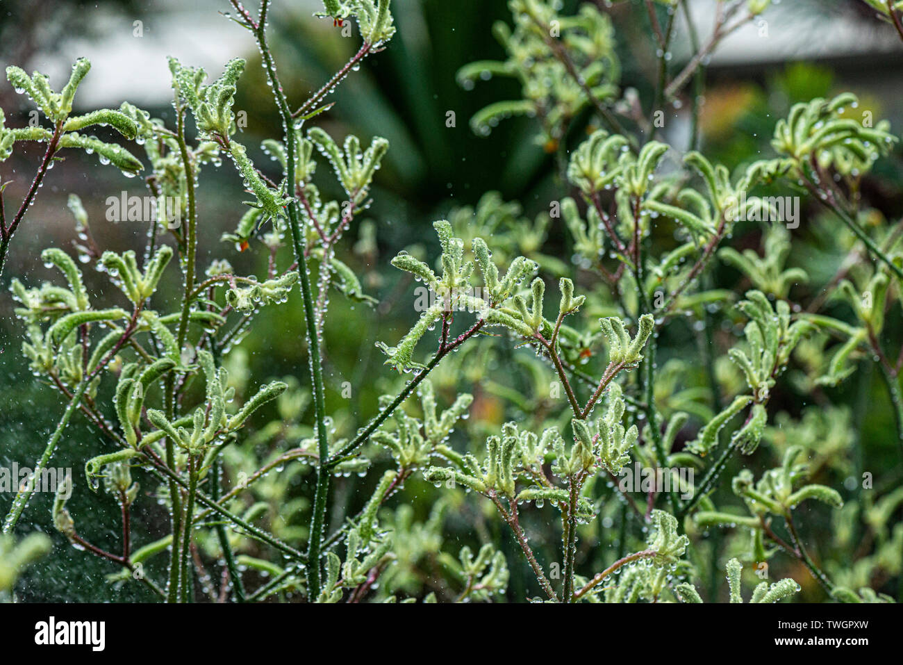 A tall kangaroo paw plant (Anigozanthos flavidus) covered in water droplets Stock Photo Alamy