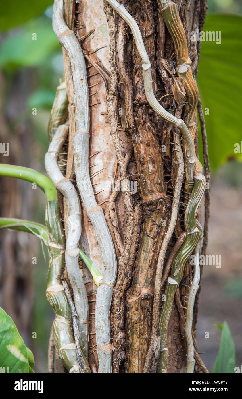Vines growing up tree trunk in a tropical rainforest in Darwin