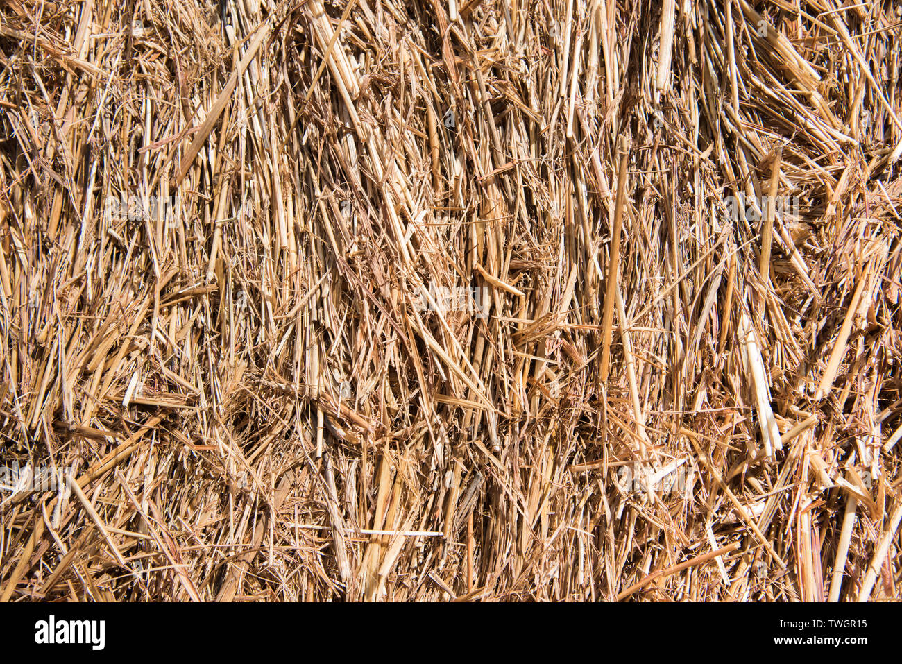 Hay Animal Feed Stock Photos & Hay Animal Feed Stock Images Alamy