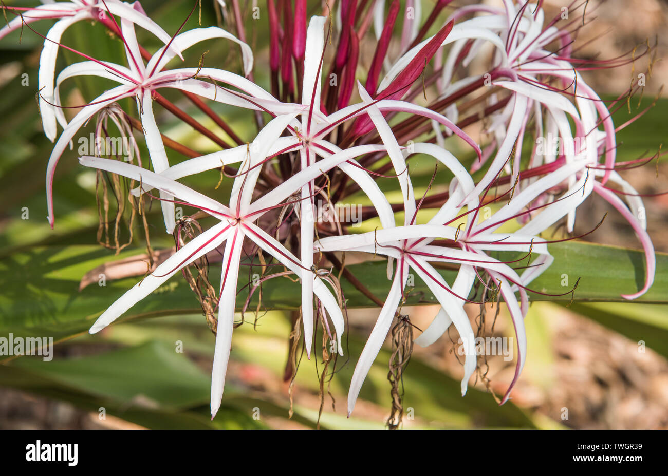 Crinum lilies growing in outdoor, tropical garden in Darwin, Australia Stock Photo