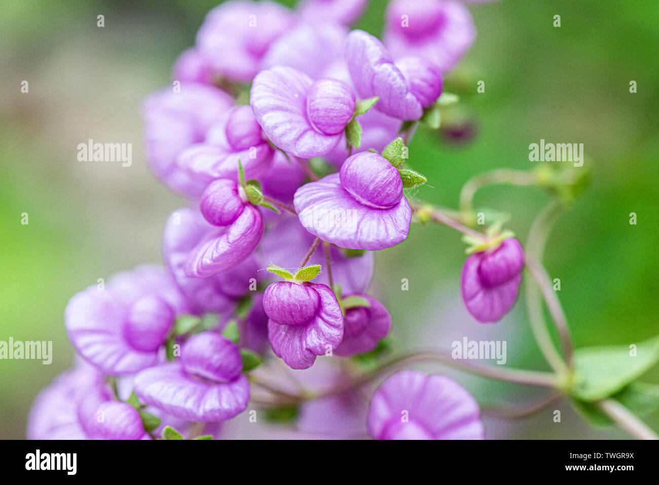 A close up of the flowers of a Calceolaria purpurea Stock Photo