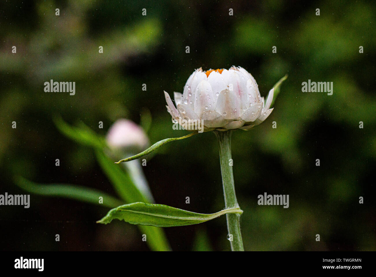 Everlasting flower (Xerochrysum bracteatum) Stock Photo