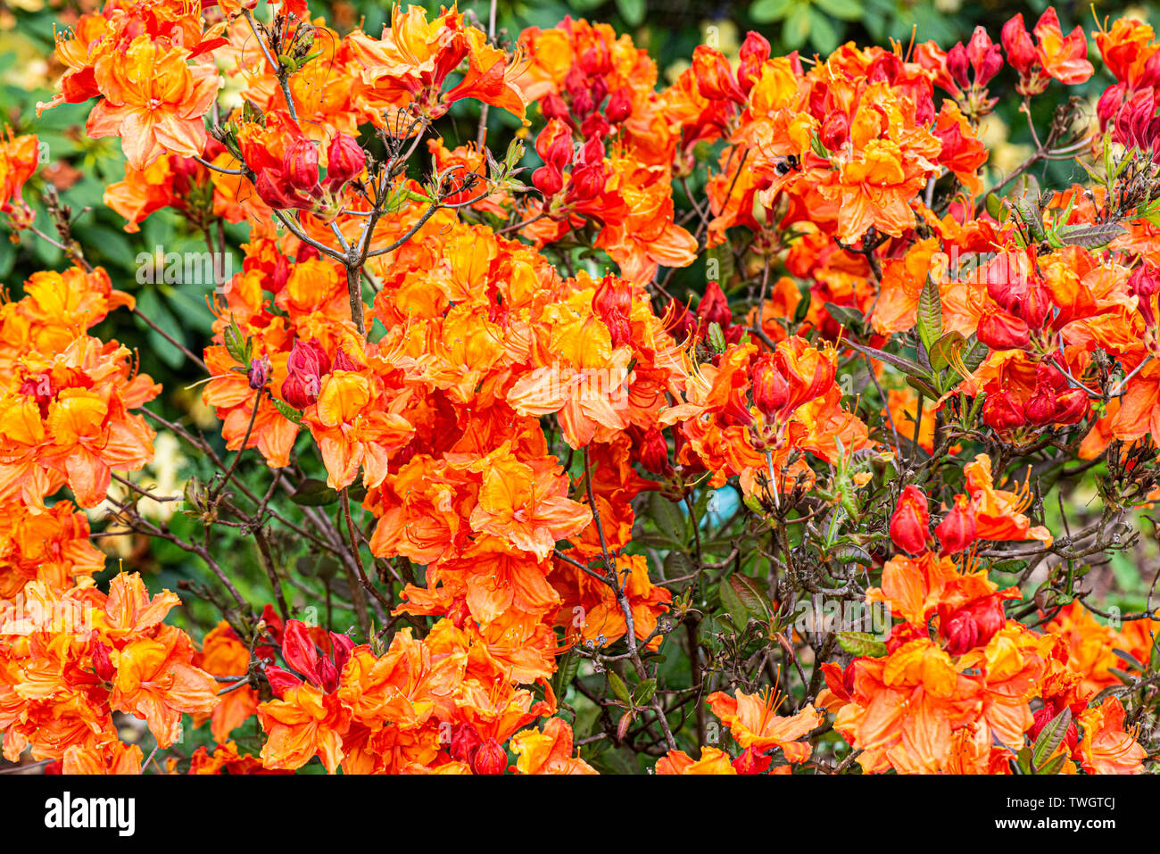 A Rhododendron 'Glowing Embers' in flower Stock Photo - Alamy