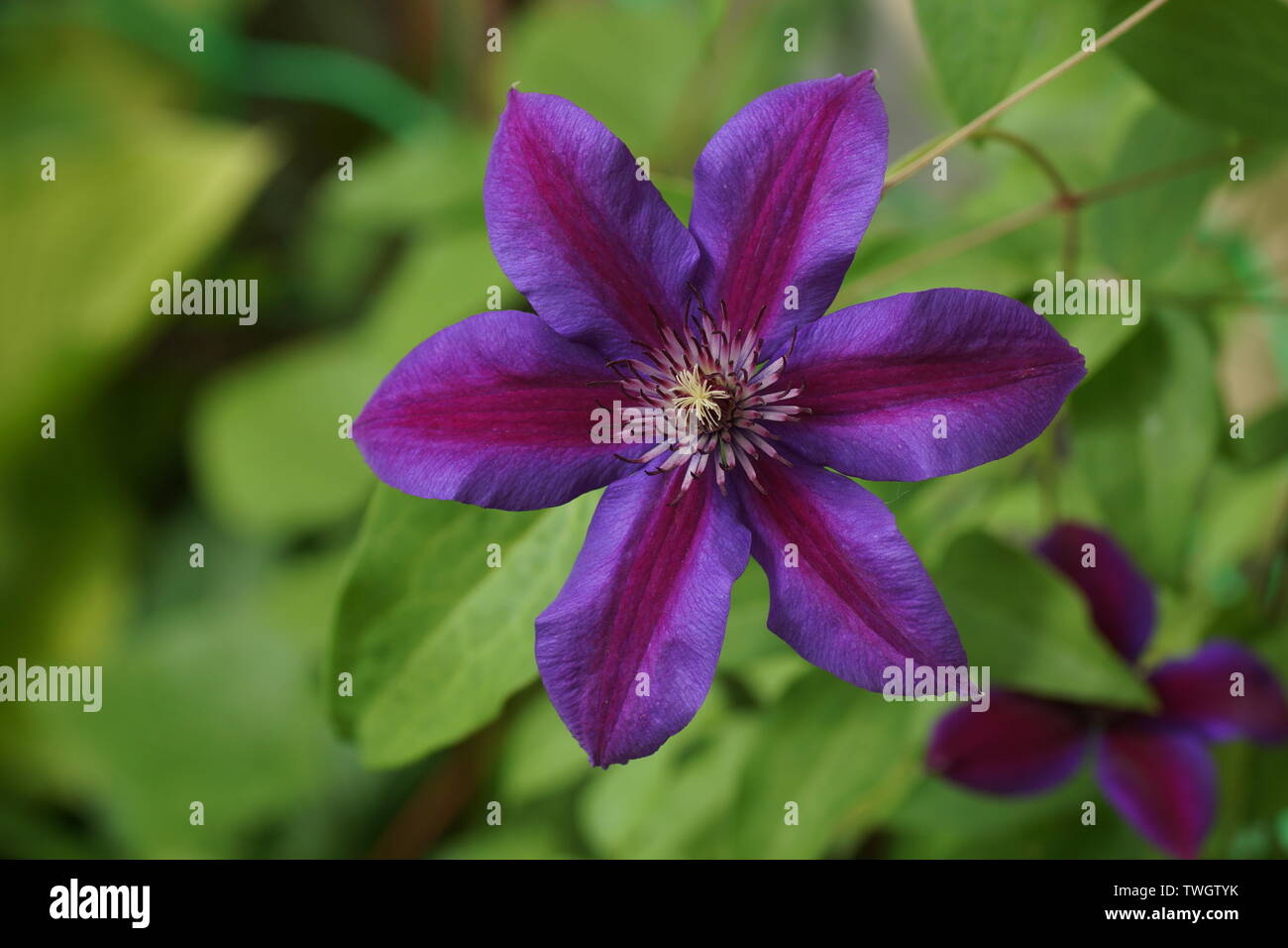 Flower purple clematis closeup. Petals with a red stripe. Flower Clematis varieties Mrs. N