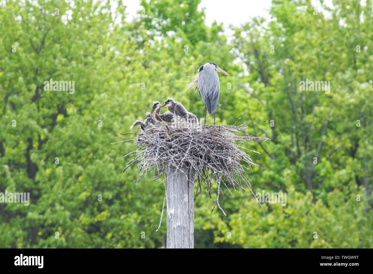A great blue heron (Ardea herodias) nest with active siblicide as the parent looks away. Stock Photo