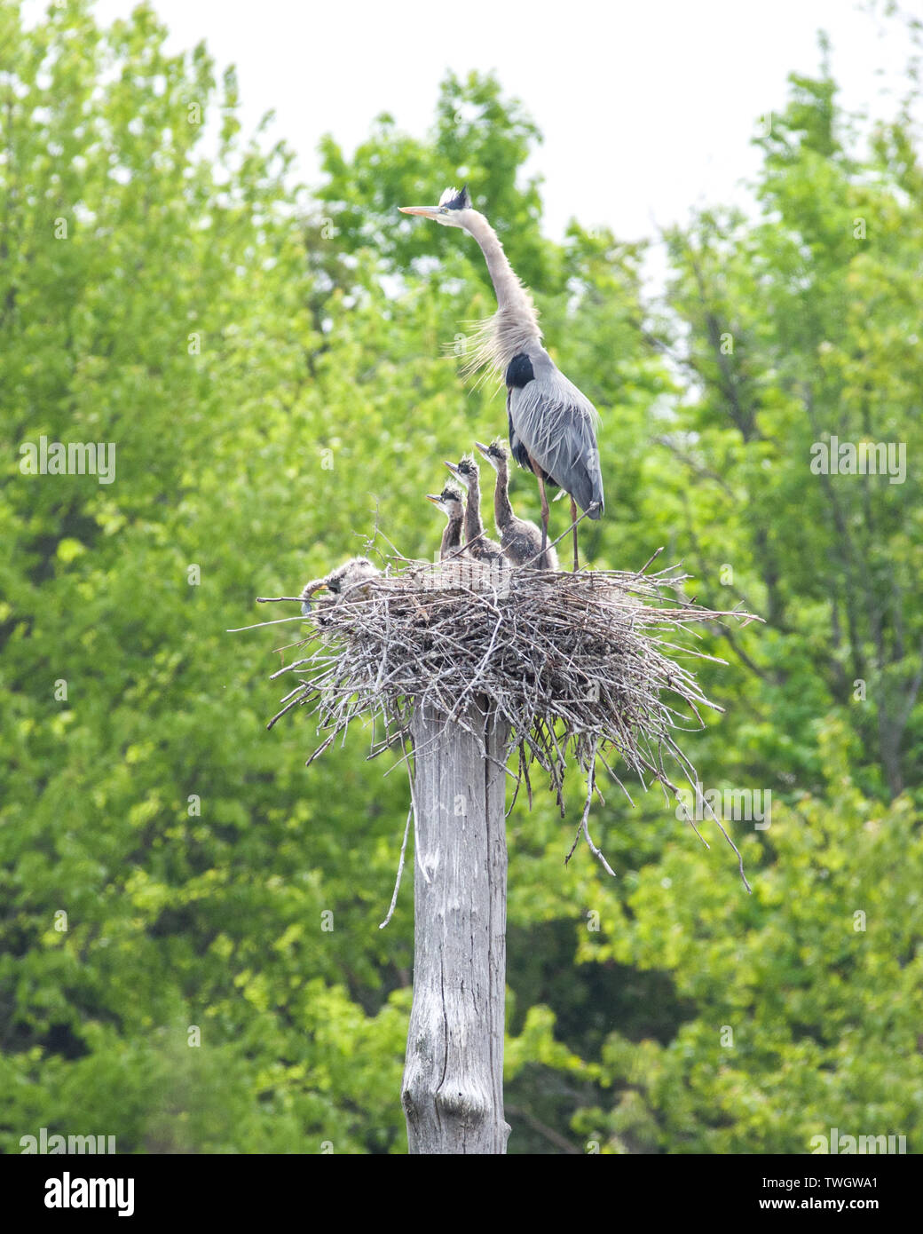 A great blue heron (Ardea herodias) nest with young chicks. Stock Photo