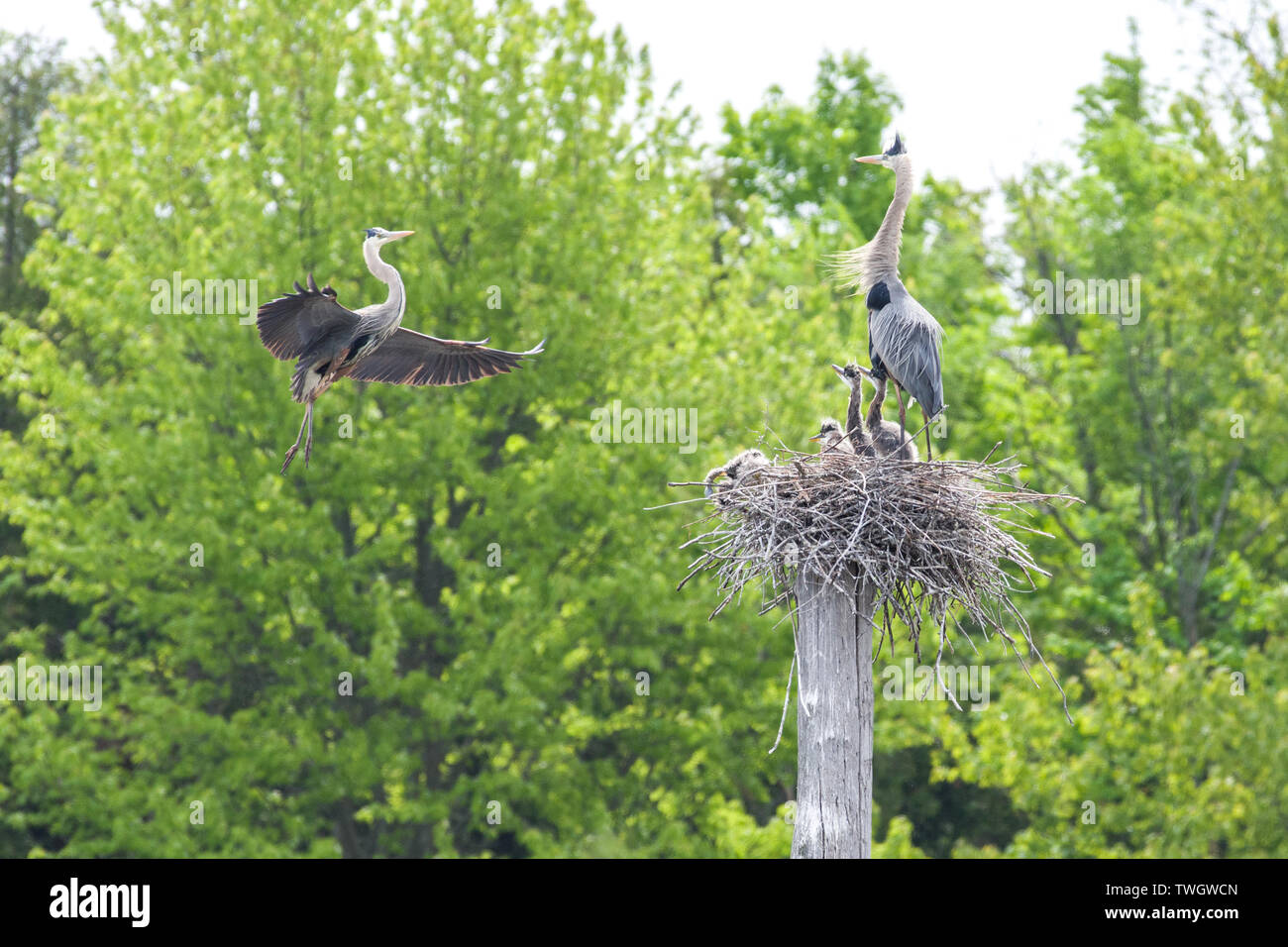 Great blue heron (Ardea herodias) returns to a nest with young chicks. Stock Photo