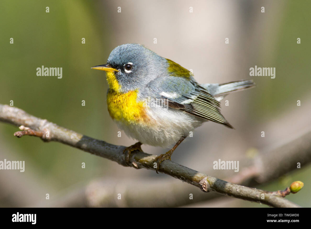 A northern parula (Setophaga americana) perched on a branch during spring migration. Stock Photo