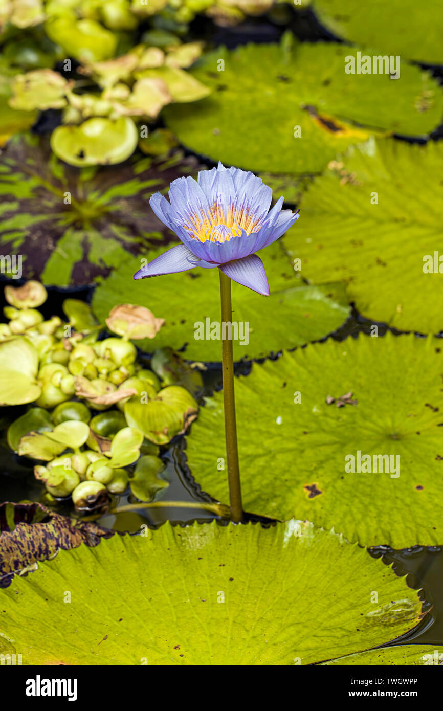 A purple water lily in a garden pond at a butterfly garden near Victoria BC. Stock Photo