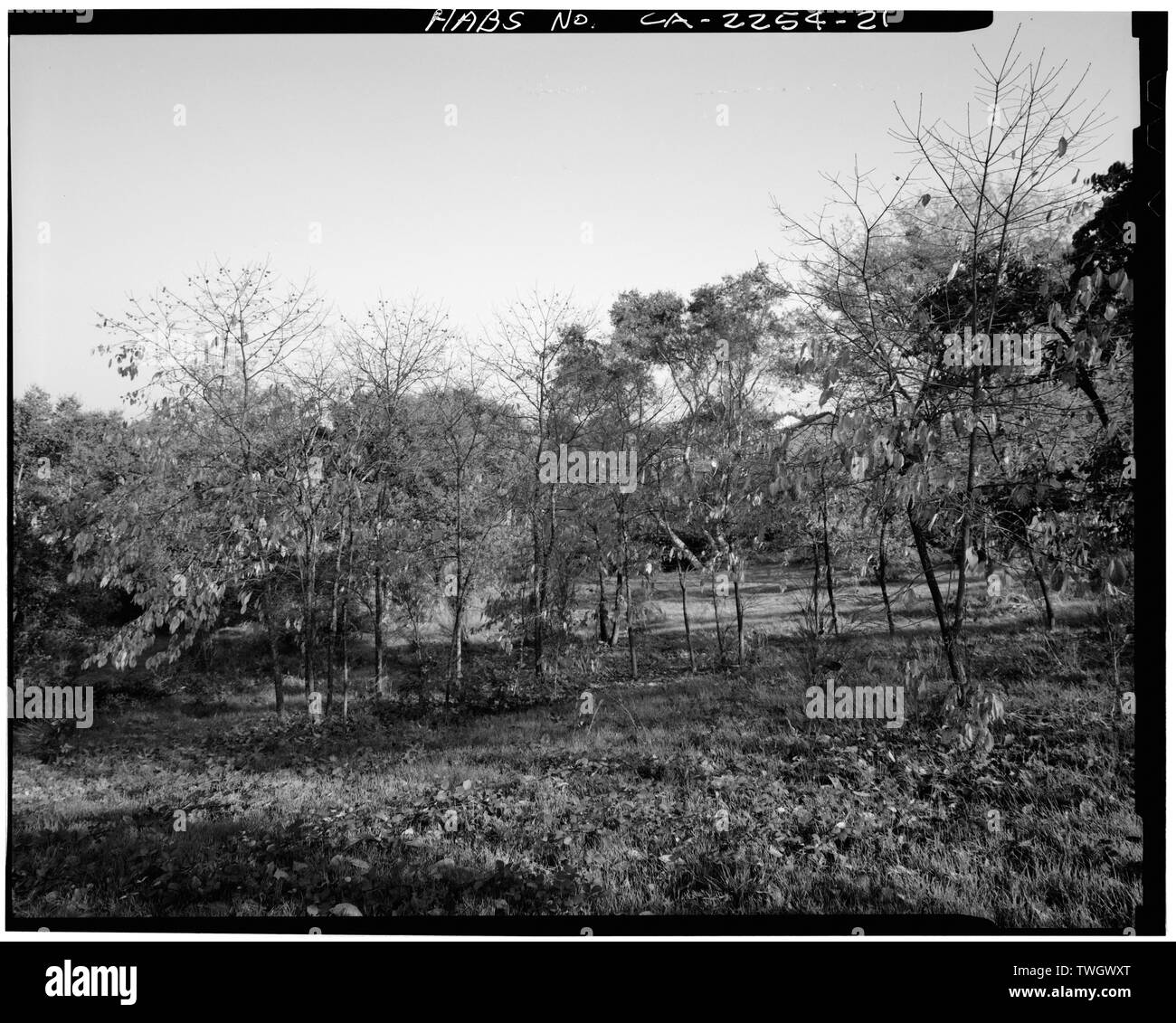 Japanese persimmon diospyros kaki Black and White Stock Photos & Images ...