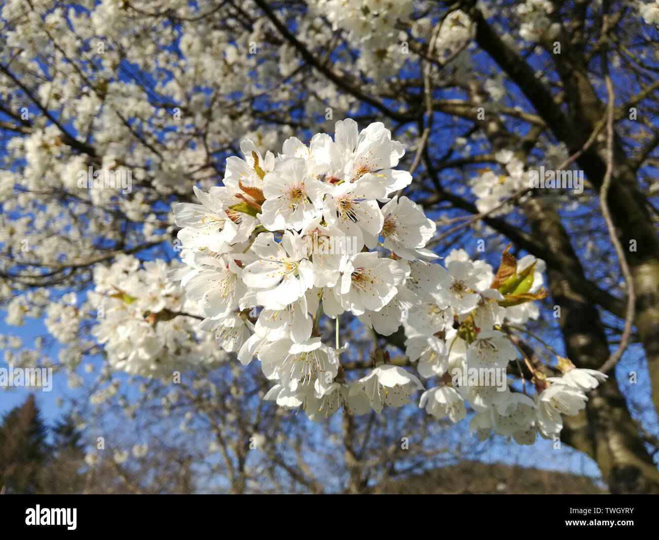 White Apple blossoms. Beautiful flowering apple trees Stock Photo Alamy