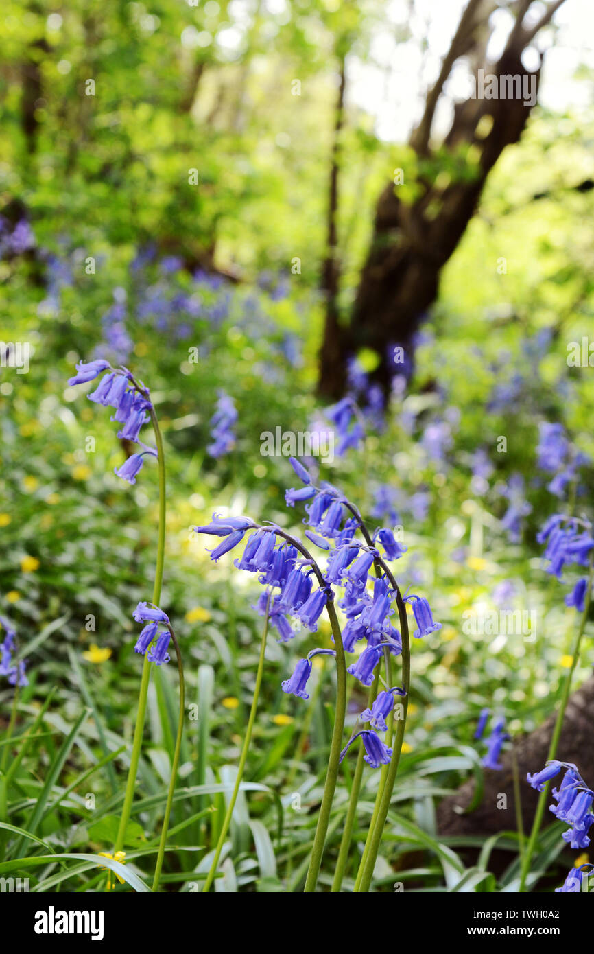 English bluebells in selective focus, growing on a bank of wild flowers in Kent, England Stock Photo