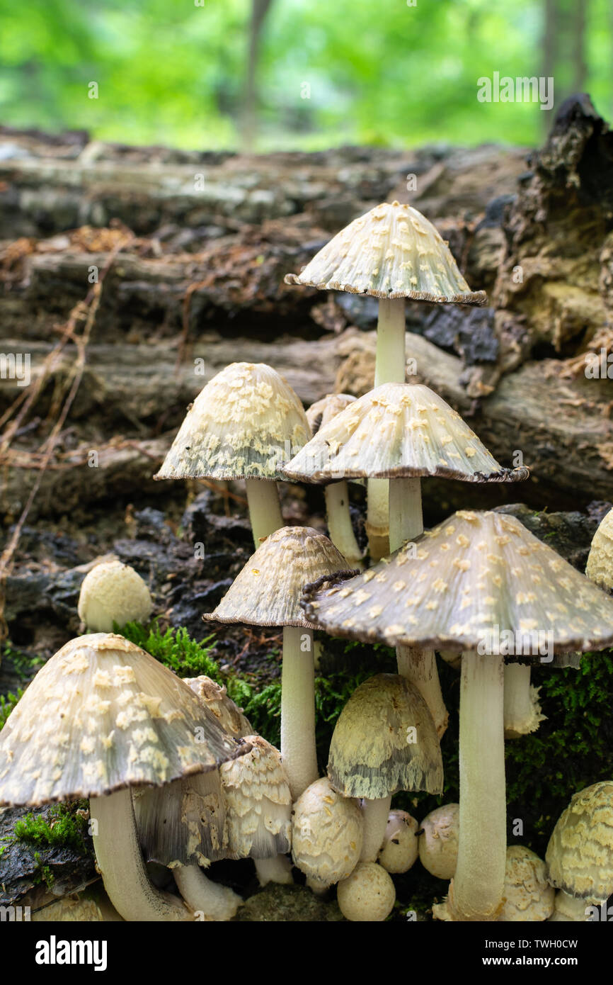 Mushrooms growing on a dead tree in Starved Rock State Park, Illinois
