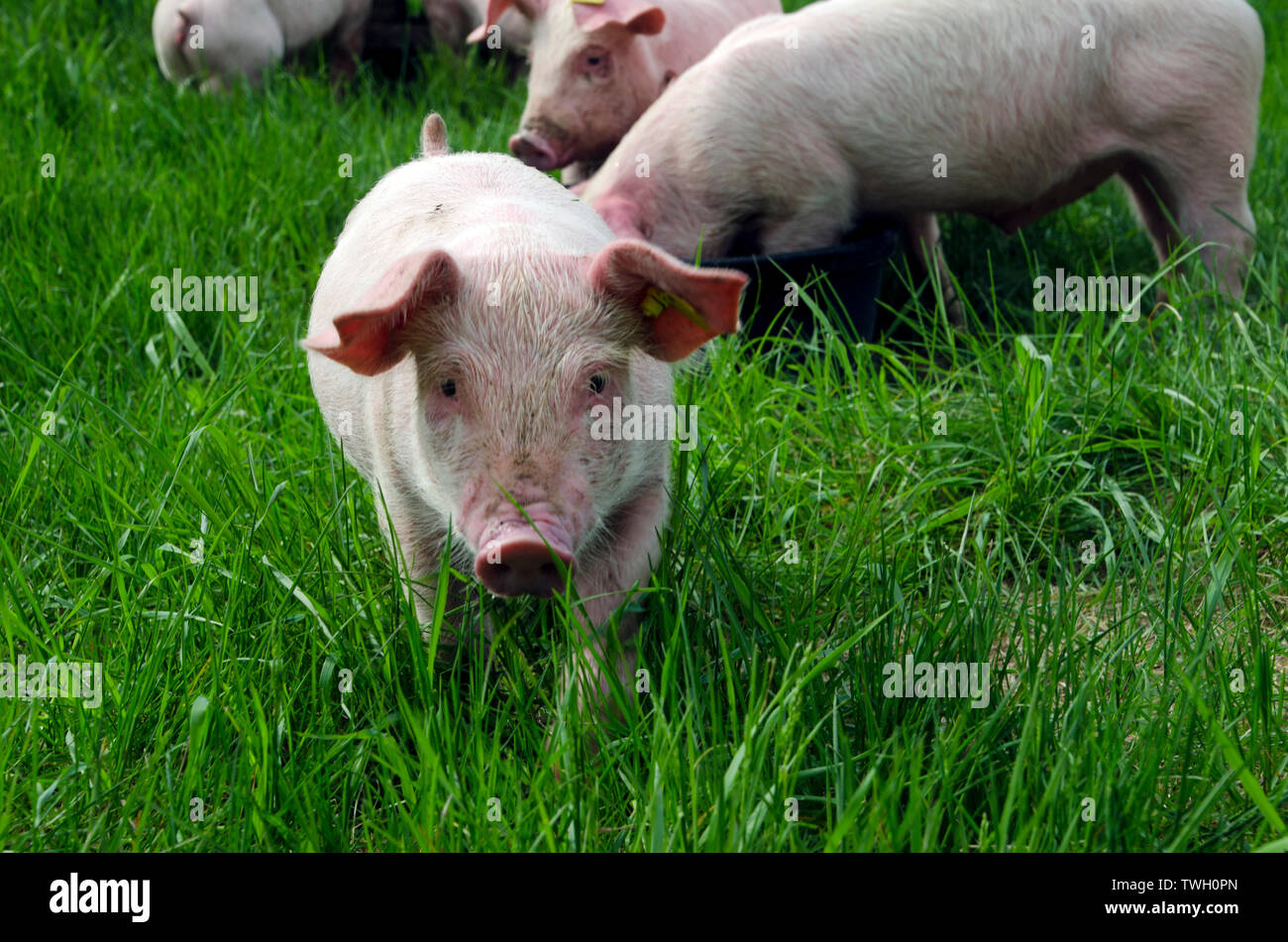 Adorable pink piglet standing in grass in summer meadow making eye contact - ears up, Maine, USA Stock Photo