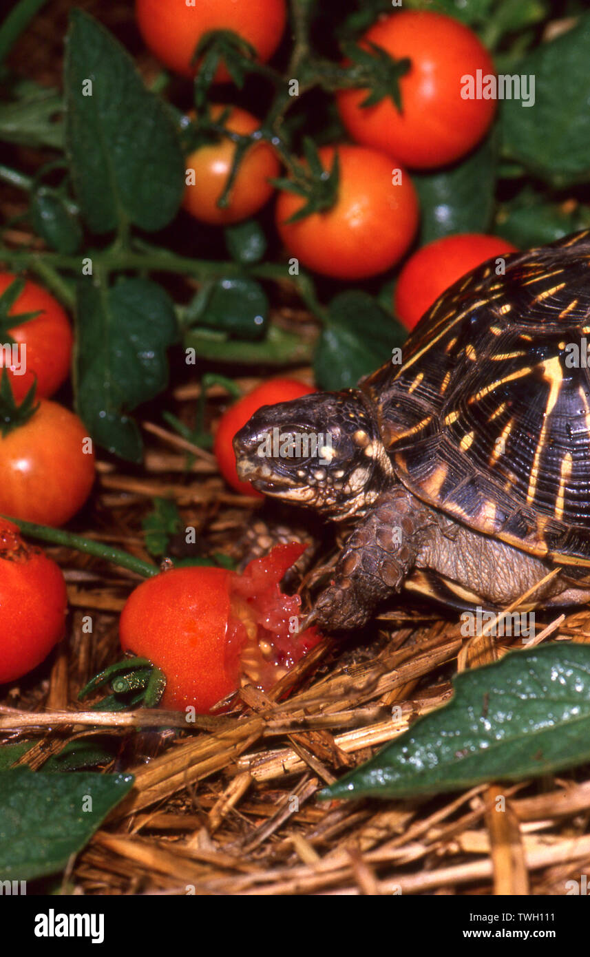 Ornate box turtle eating cherry tomatoes, caught in the act, Missouri, USA Stock Photo