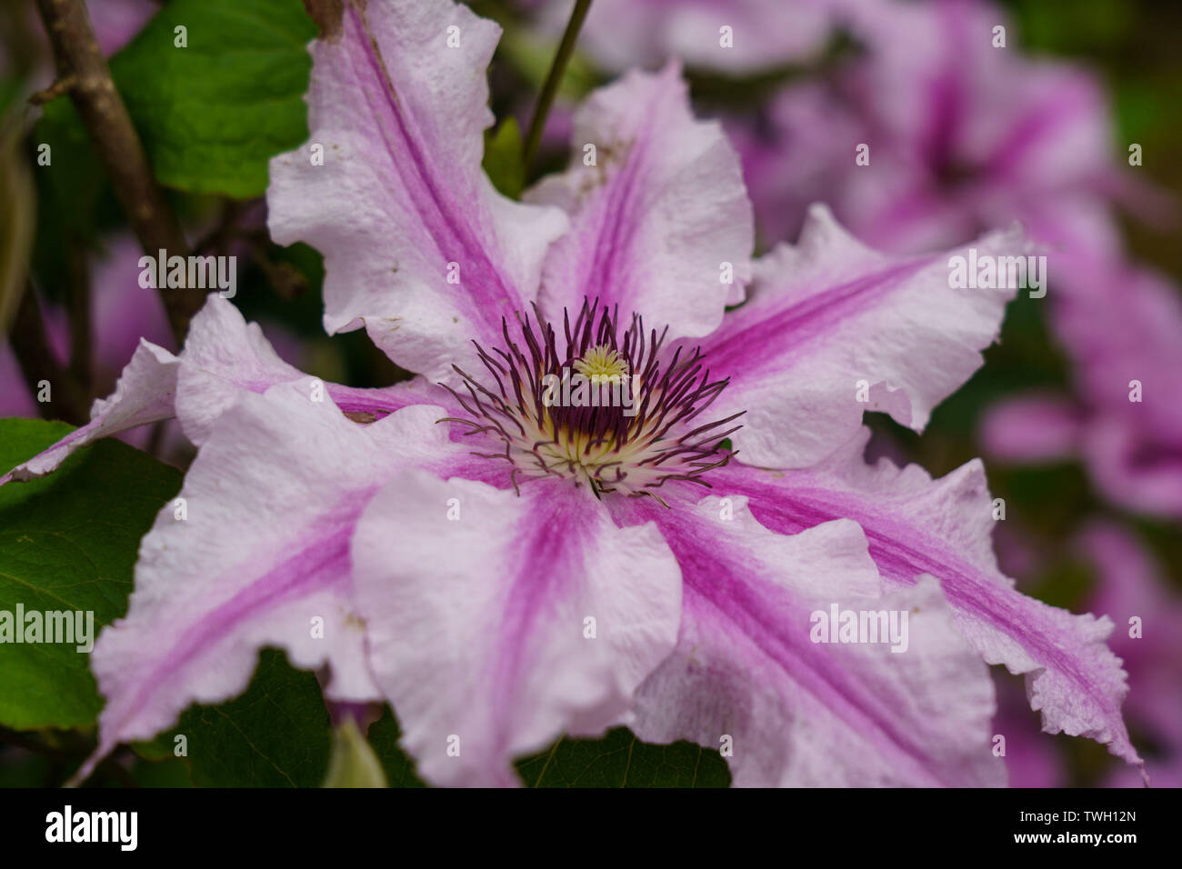 Striped clematis flower hires stock photography and images Alamy