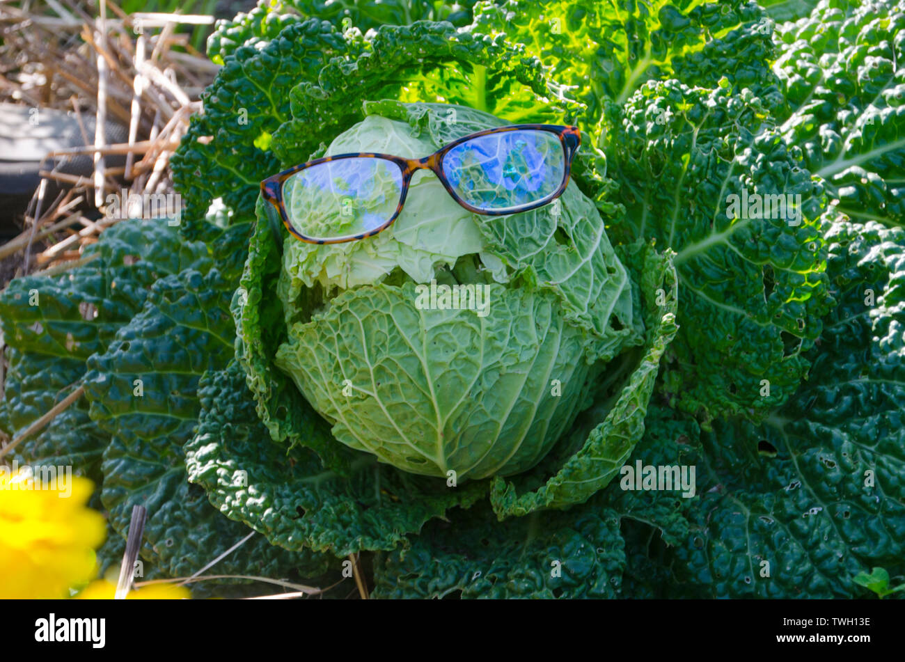 Head of green cabbage wearing reading glasses and a silly face growing in the Community Garden, Yarmouth, Maine, USA Stock Photo