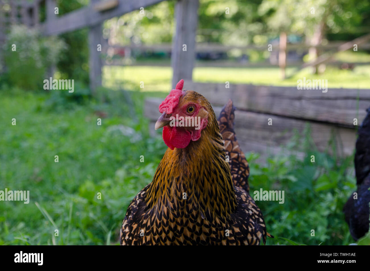 Pature raised beautiful healthy Copper Maran chicken in garden free ranging near fence making eye contact, Maine, USA Stock Photo