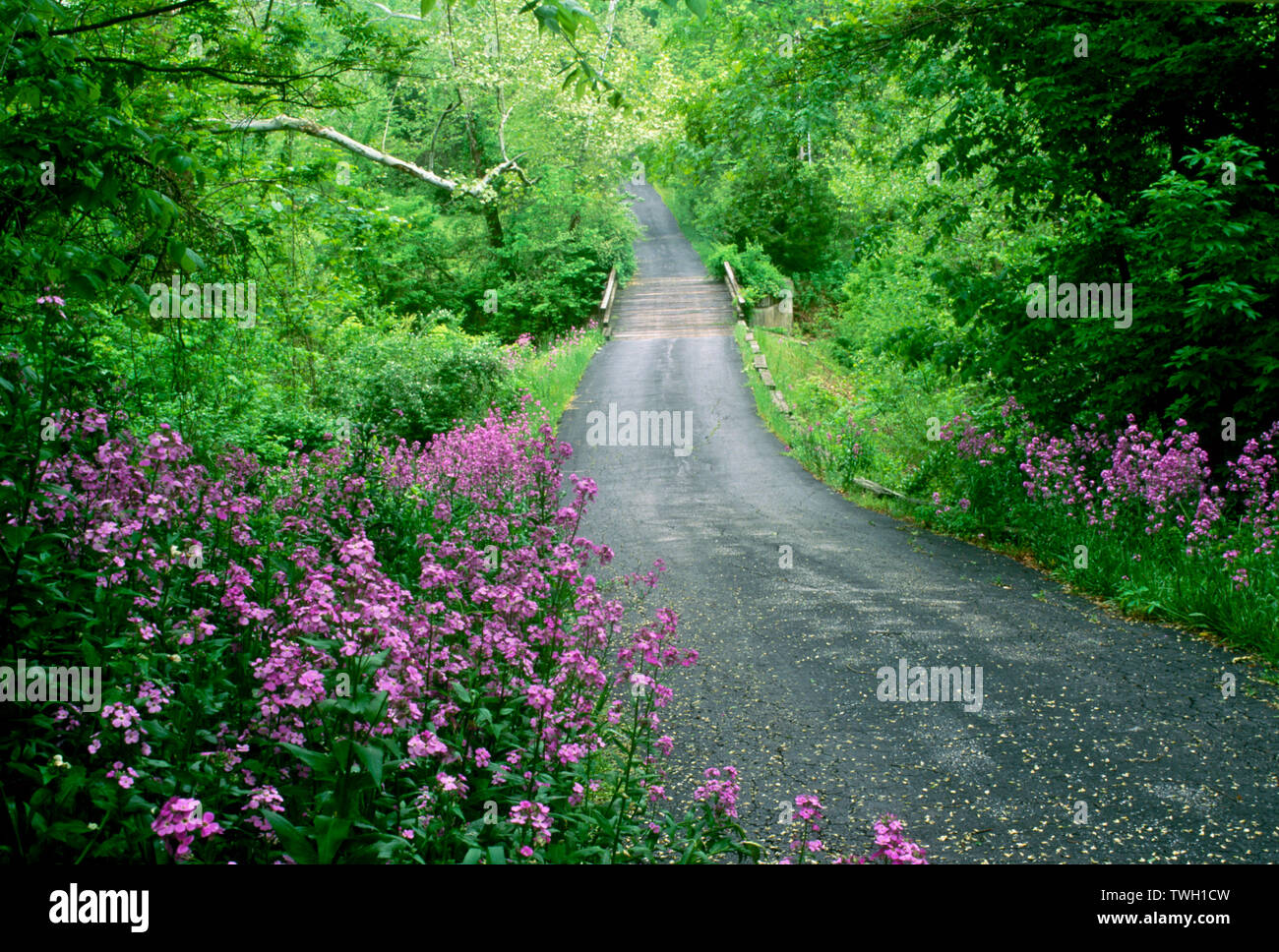 Country road in spring curves though tree lined forest with blooming purples flowers, Dames Rocket, Hesperus matronalis, across a bridge Missouri, USA Stock Photo