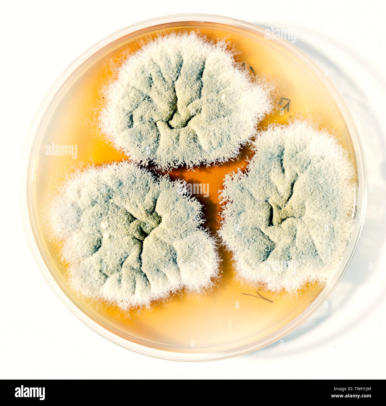 Applied research with mildew grown in a lab. Stock Photo