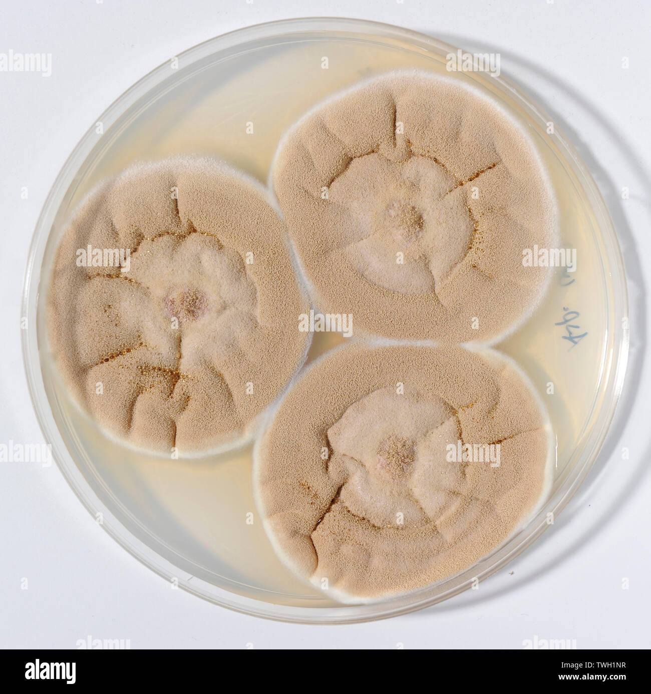 Applied research with mildew grown in a lab. Stock Photo