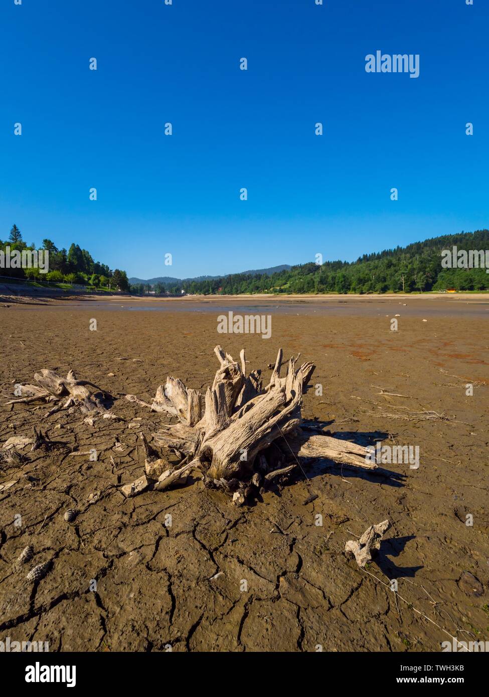 Dried lake-bed Bajer in Fuzine Croatia Spring 2019 lined tree stumps like going walking towards small lake pond Stock Photo