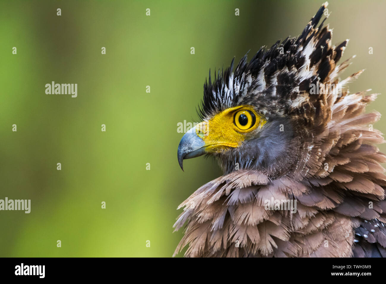 Portrait of a Serpent Eagle Stock Photo - Alamy