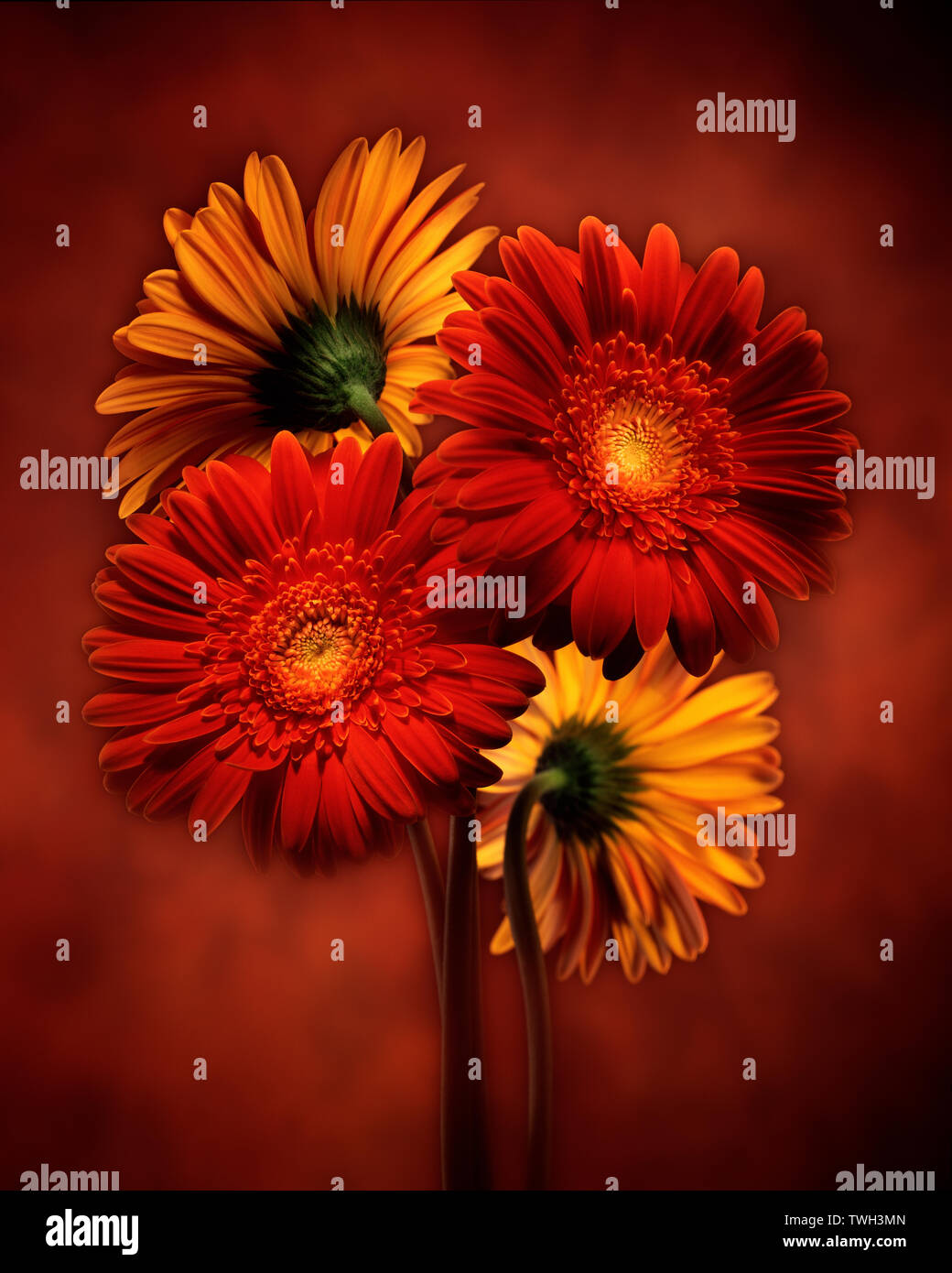 A group of four Gerber daisie blooms as part of a light painted series inof florals in studio. Stock Photo