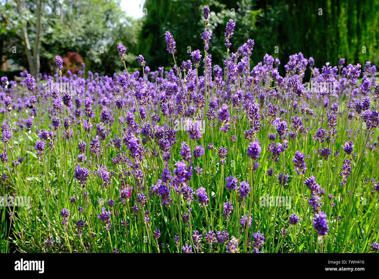 Lavender in bloom in early summer Stock Photo