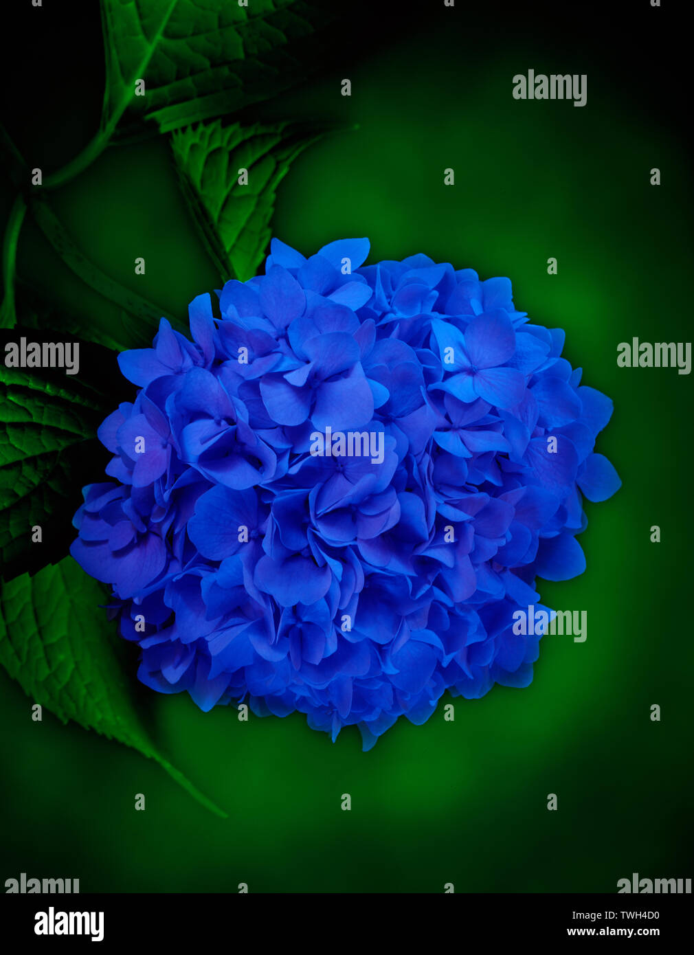 A close-up of a hydrangea blossom from a series of light painted florals in studio. Stock Photo