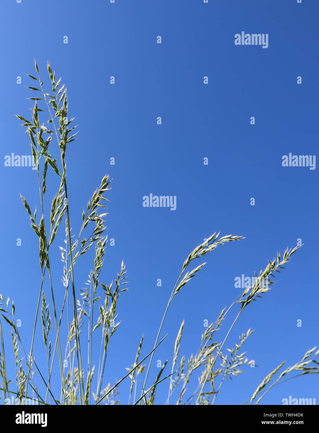 Decorative grass Blue fescue on blue sky background. Festuca glauca spikelets Stock Photo Alamy