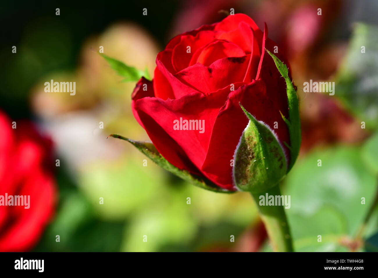 Roses are Red Stock Photo Alamy