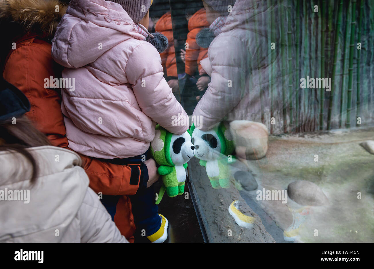 Panda bear in Panda House in Beijing Zoo in Beijing, China Stock Photo