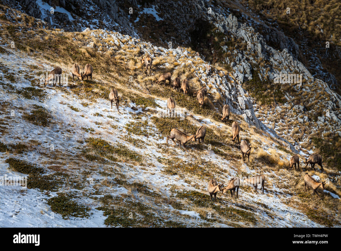 herd of grazing chamois, Abruzzo Stock Photo