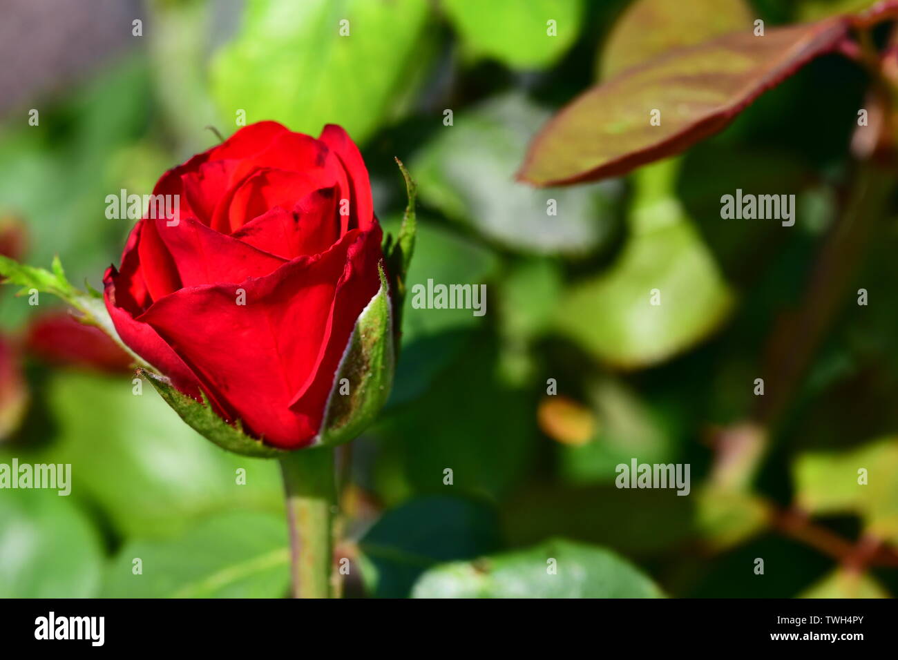 Roses are Red Stock Photo - Alamy
