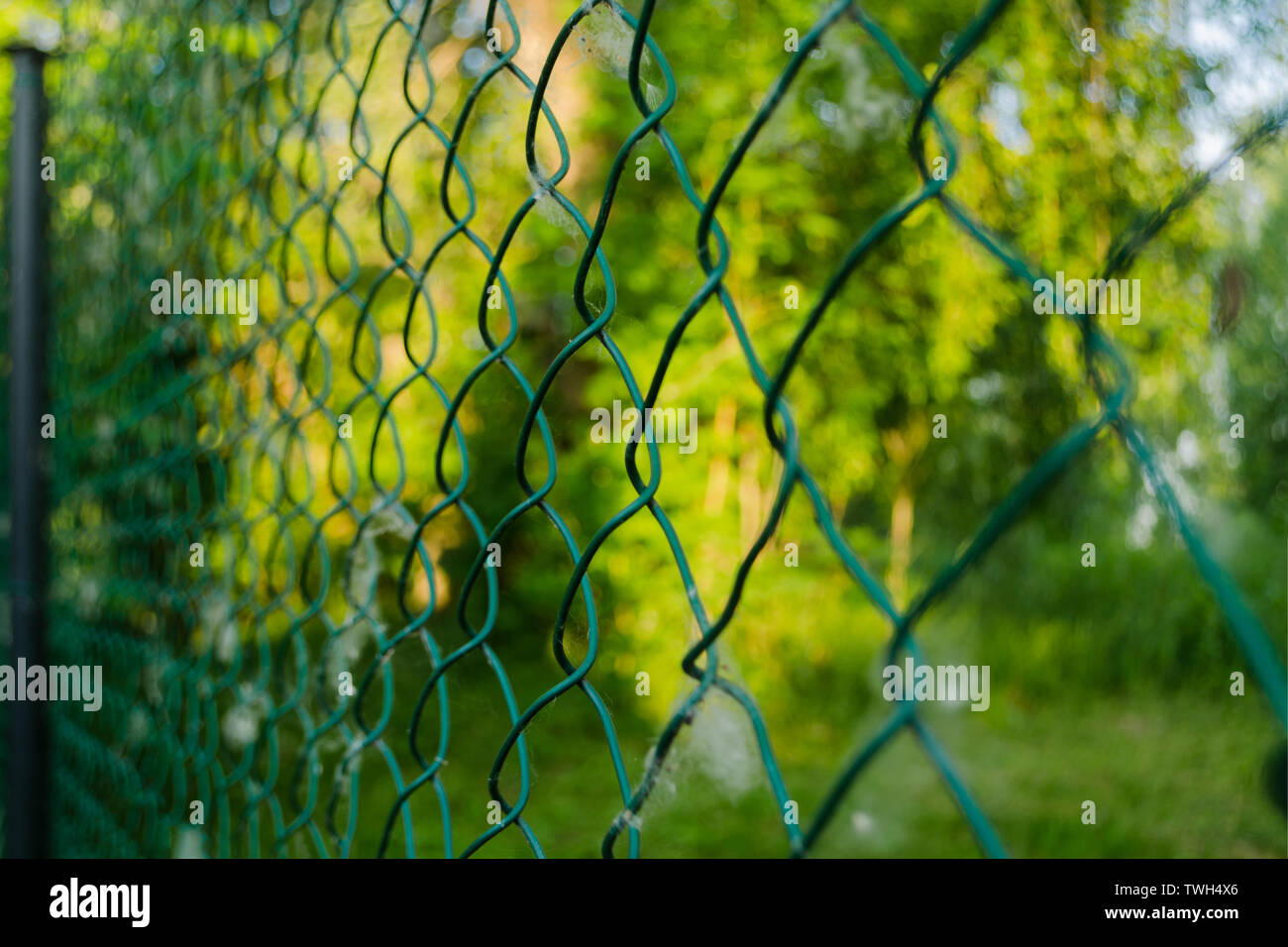 Close up of metal chain-link in the garden. Diamond mesh wire fence on blurred green background. Iron grating net at summer patterning. Grid in sunny Stock Photo