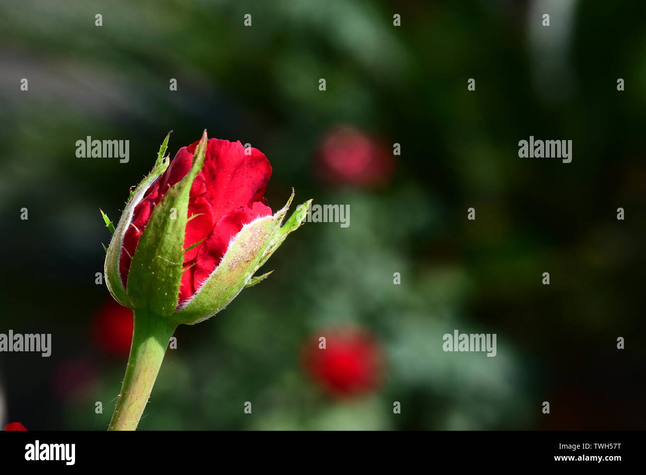 Roses are Red Stock Photo Alamy