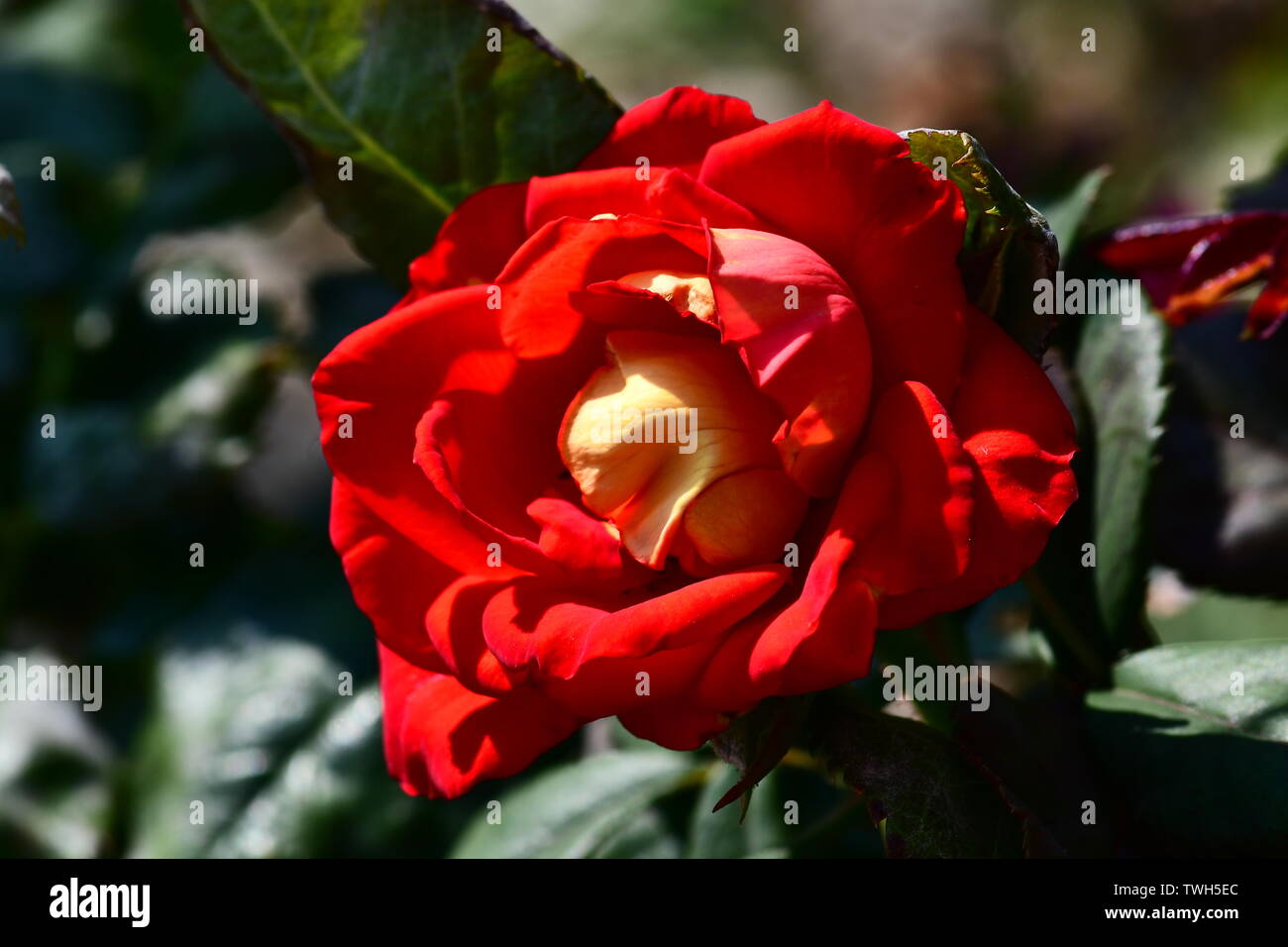 Naturalist Garden Stock Photos & Naturalist Garden Stock Images - Alamy