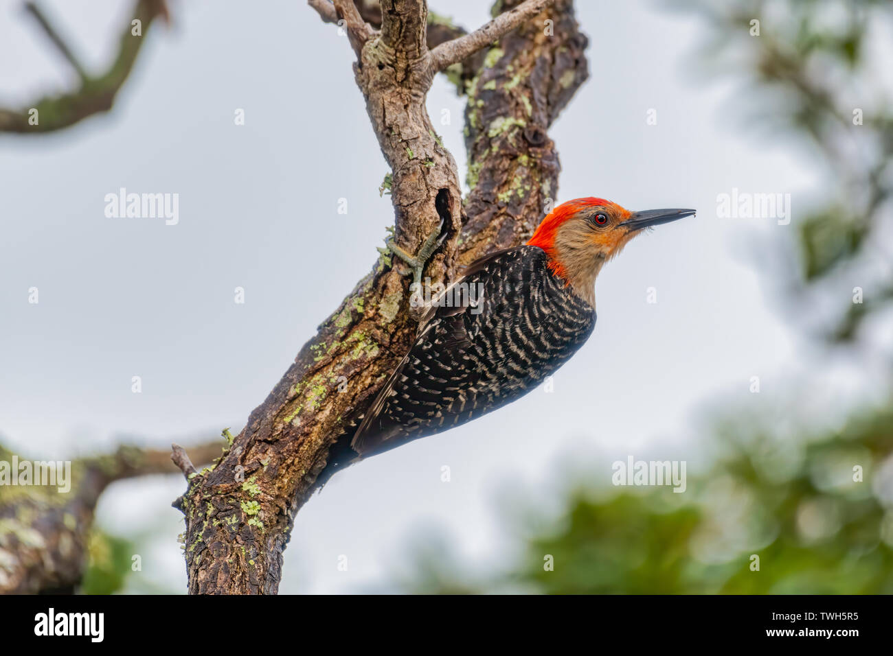 Red bellied woodpecker clinging to scrub oak tree Stock Photo