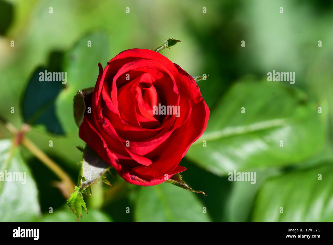 Roses are Red Stock Photo Alamy