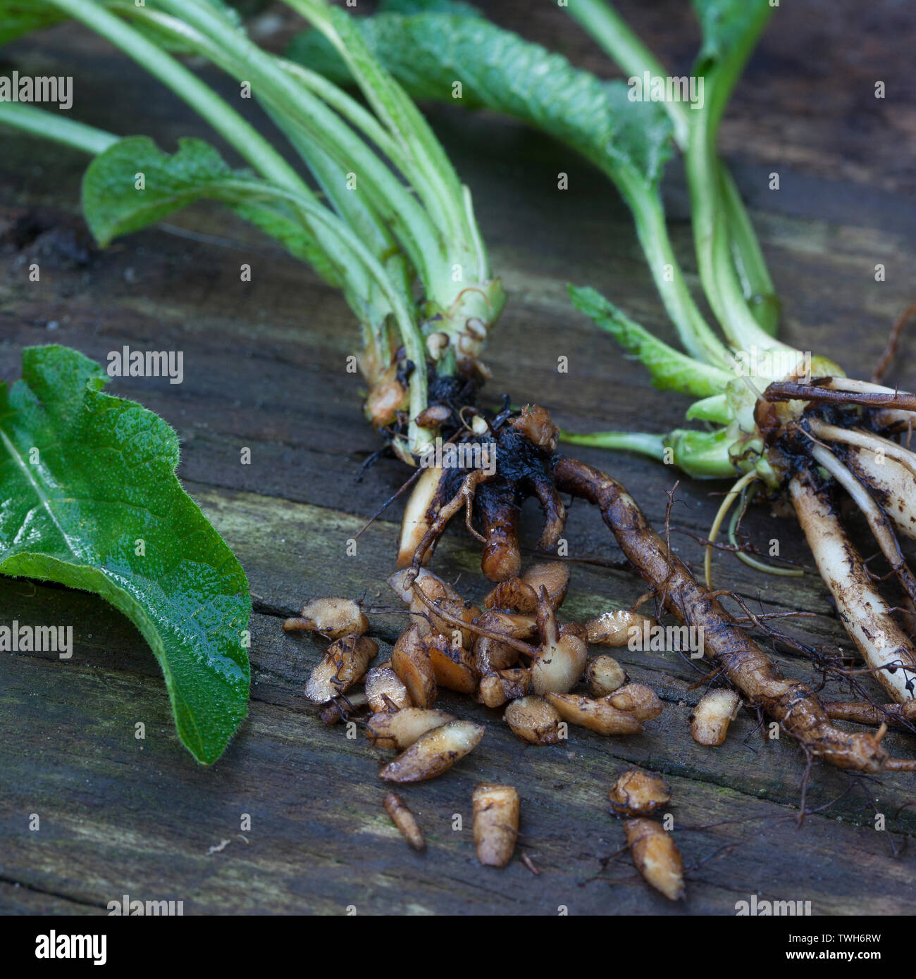 Beinwell wurzel hi-res stock photography and images - Alamy