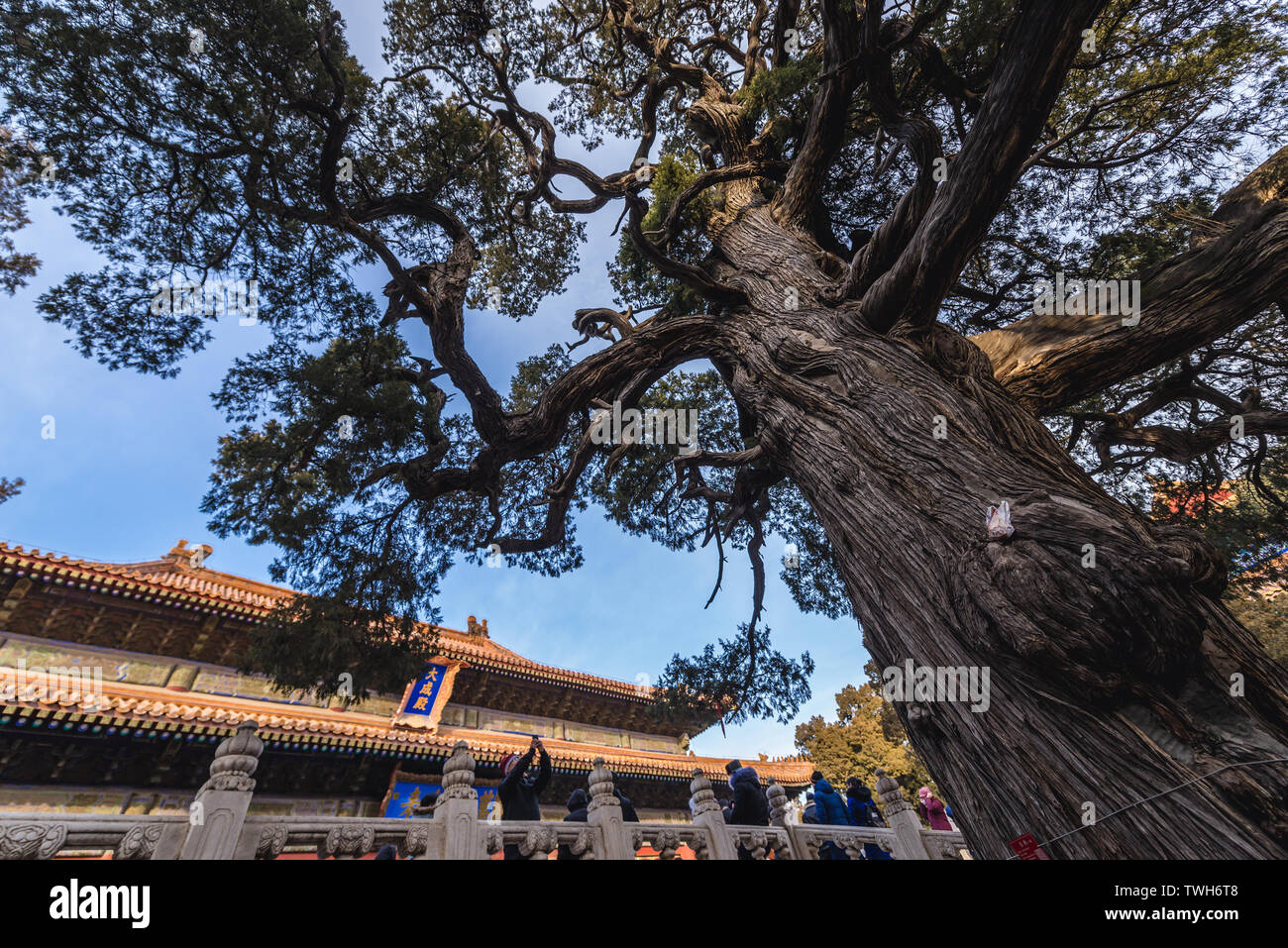 More than 700 old years Chu Jian Cypress tree in Confucius Temple and The Imperial College Museum in Beijing, China Stock Photo