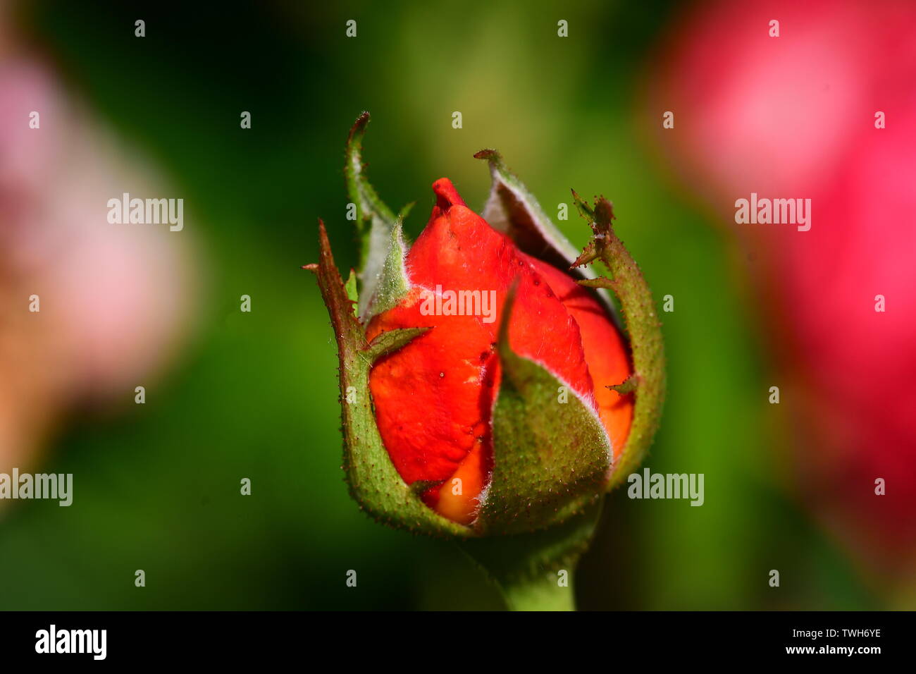 Roses are Red Stock Photo Alamy