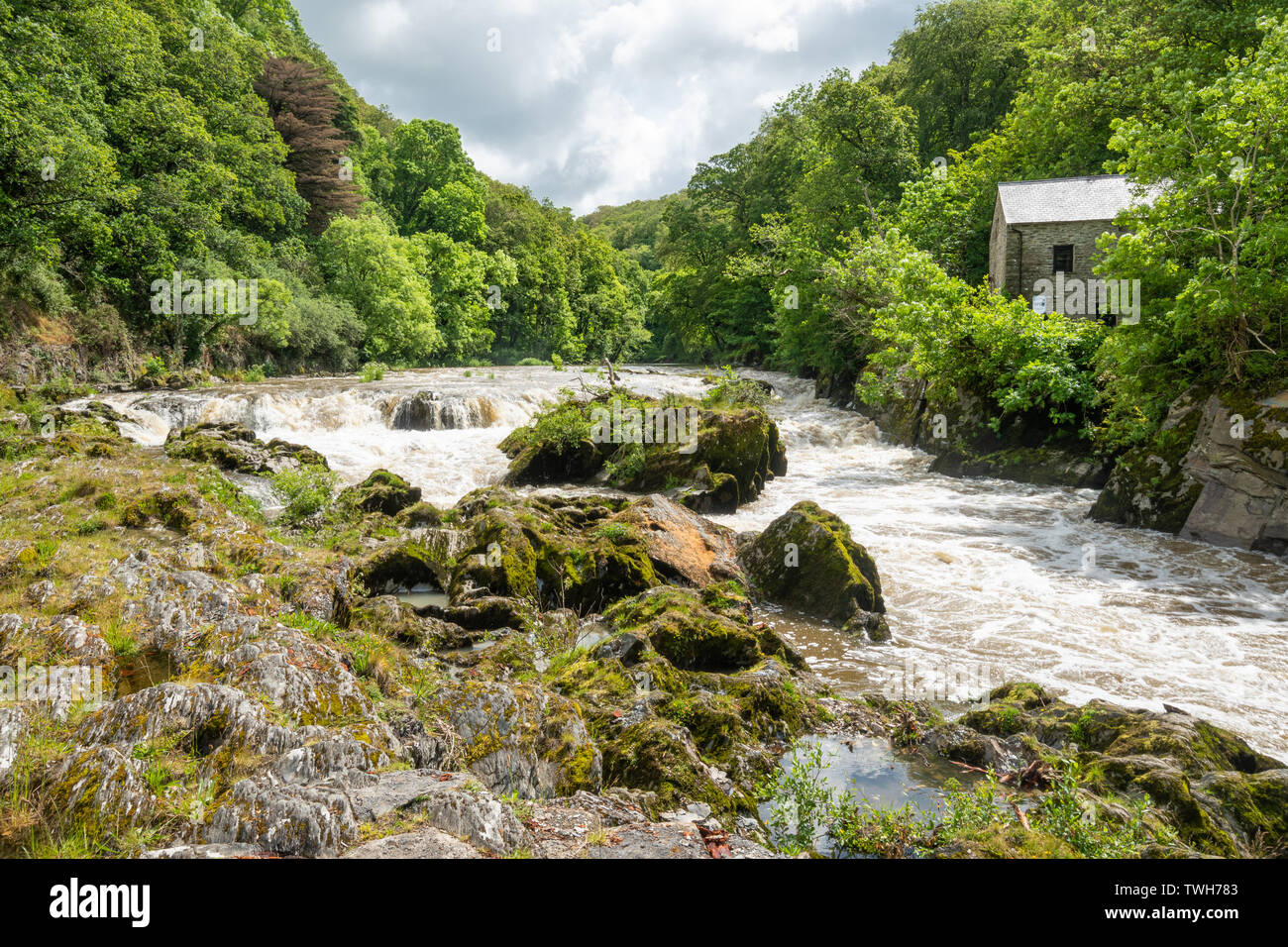 The falls (waterfalls) on the River Teifi at the village of Cenarth in Carmarthenshire, Wales, UK Stock Photo