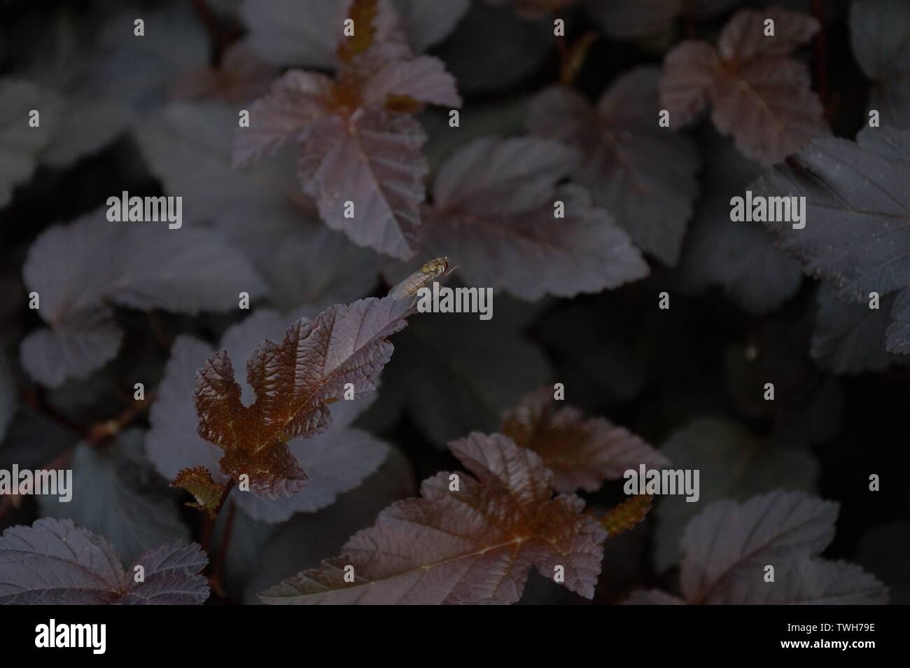 A hover fly cleans itself perched on a purple leaf Stock Photo