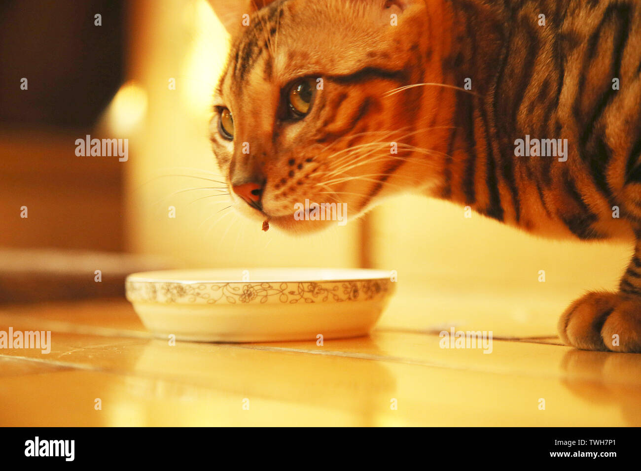 American long haired cat hi-res stock photography and images - Alamy