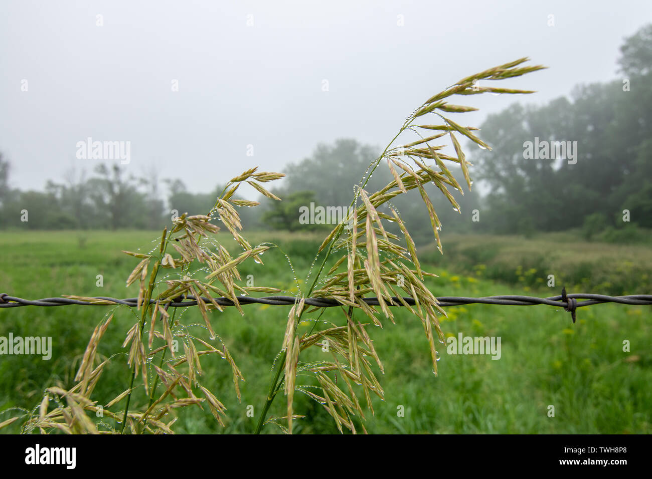 native tall grass with morning dew in the fog.  Midewin National Tallgrass Prairie, Illinois. Stock Photo